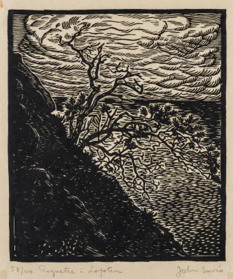 "Rognetre i Lofoten"